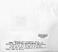 Image of Typhula erythropus